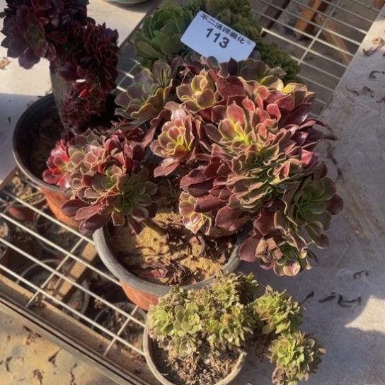 113，缀化套餐4颗瑕疵包邮