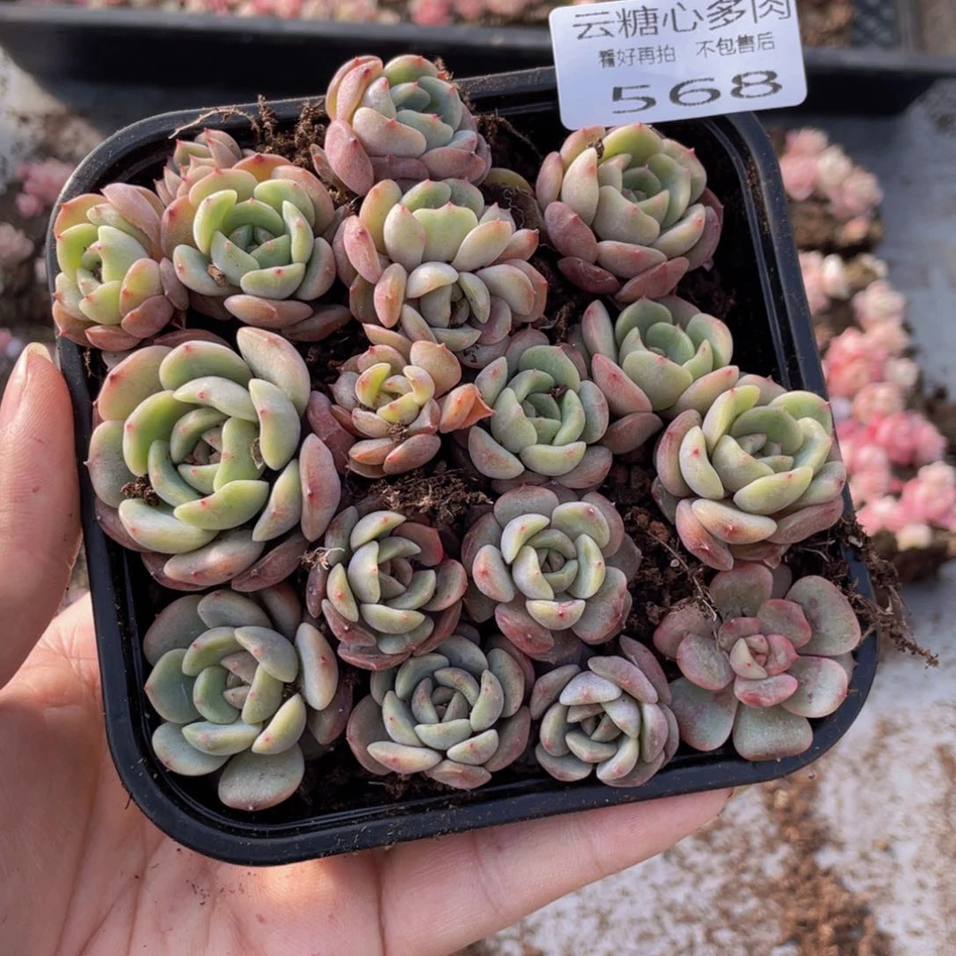 云糖心多肉植物568