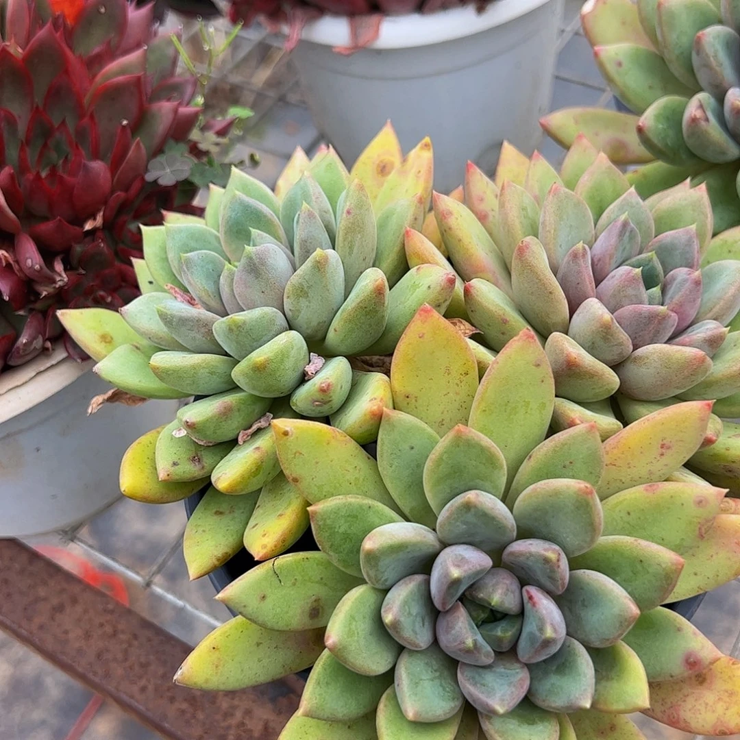 黄金象牙三头起发精控160