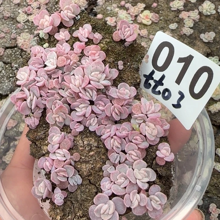10王者系列种播苗一盒
