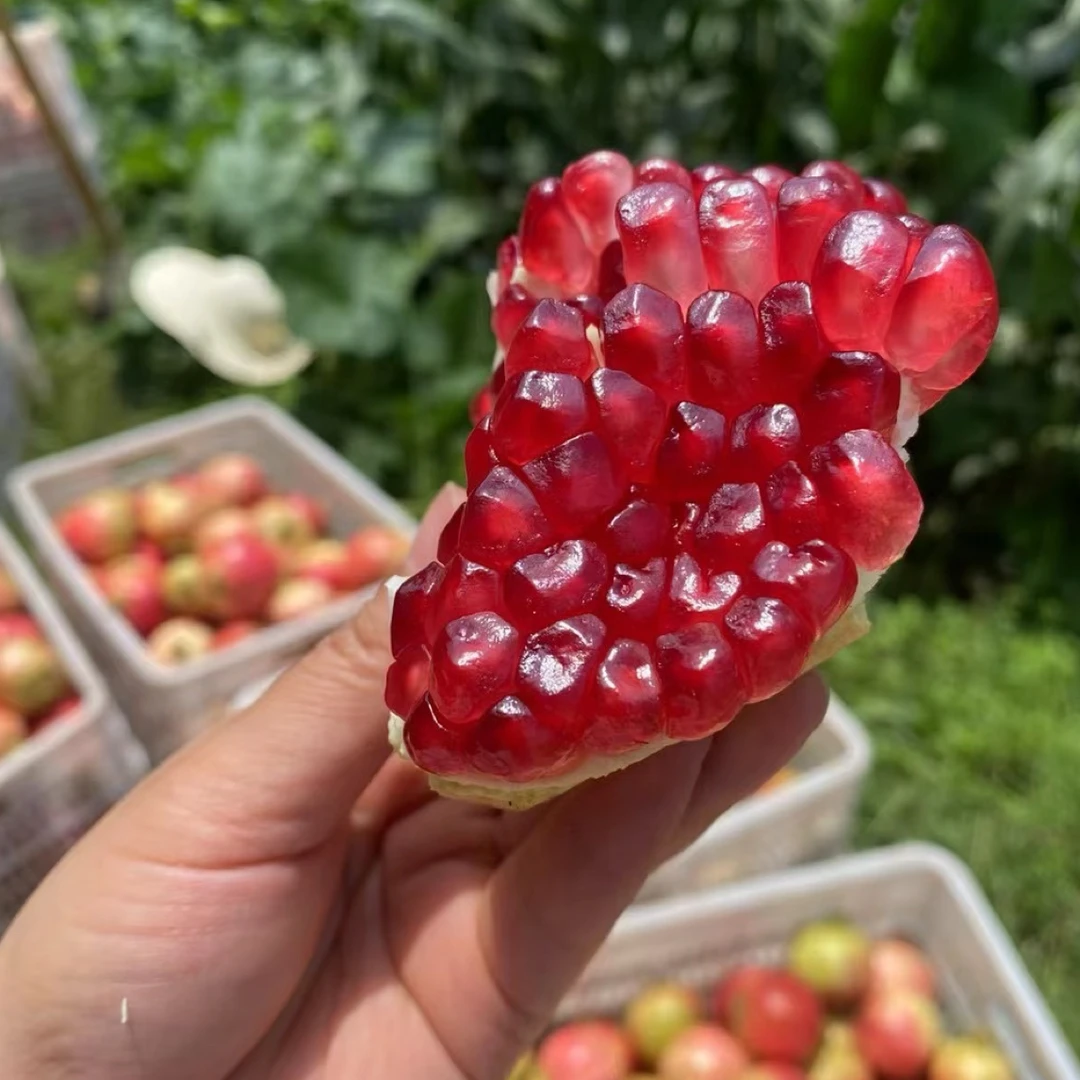 四川会理软籽石榴新鲜应季直发救灾水果爆甜多汁