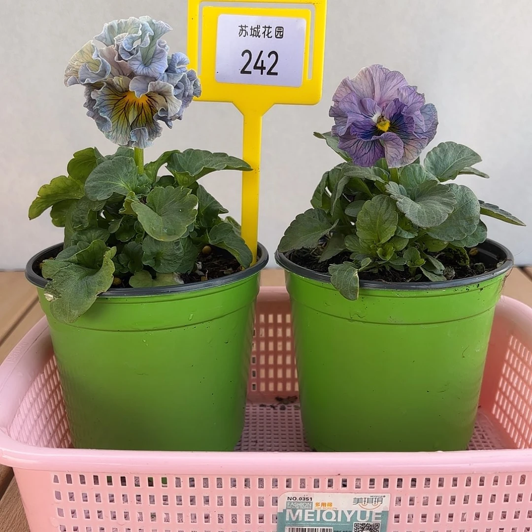 大部分开放少量花苞242