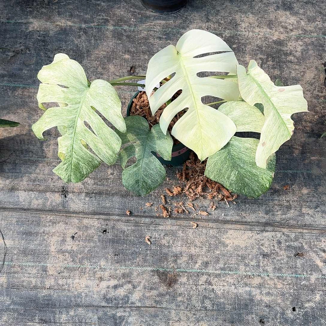 无花朵魏*点全锦薄荷w1