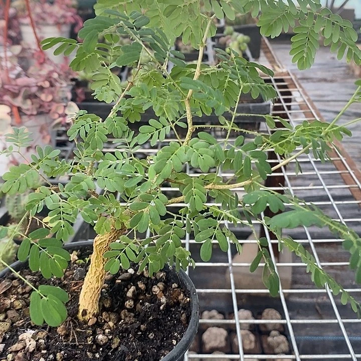 黑猴刺树，一物一拍