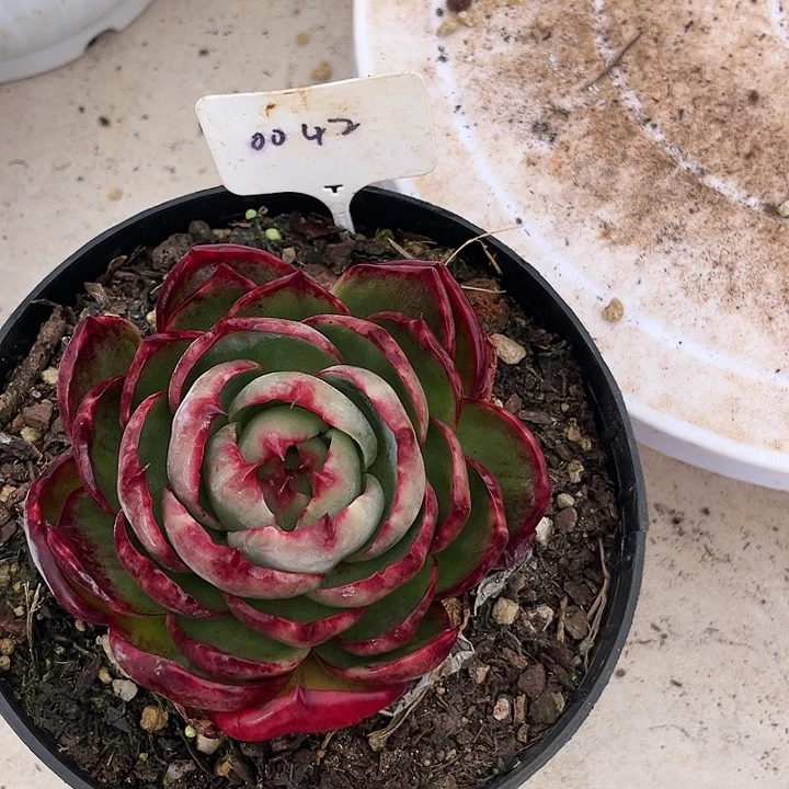 惊鸿仙子多肉植物42