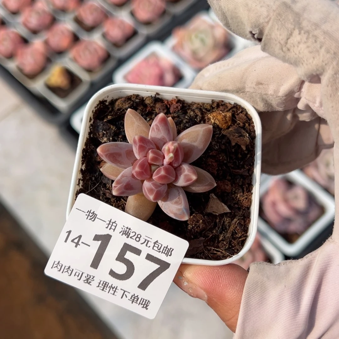 乌拉克拉多肉多肉多肉多肉多肉