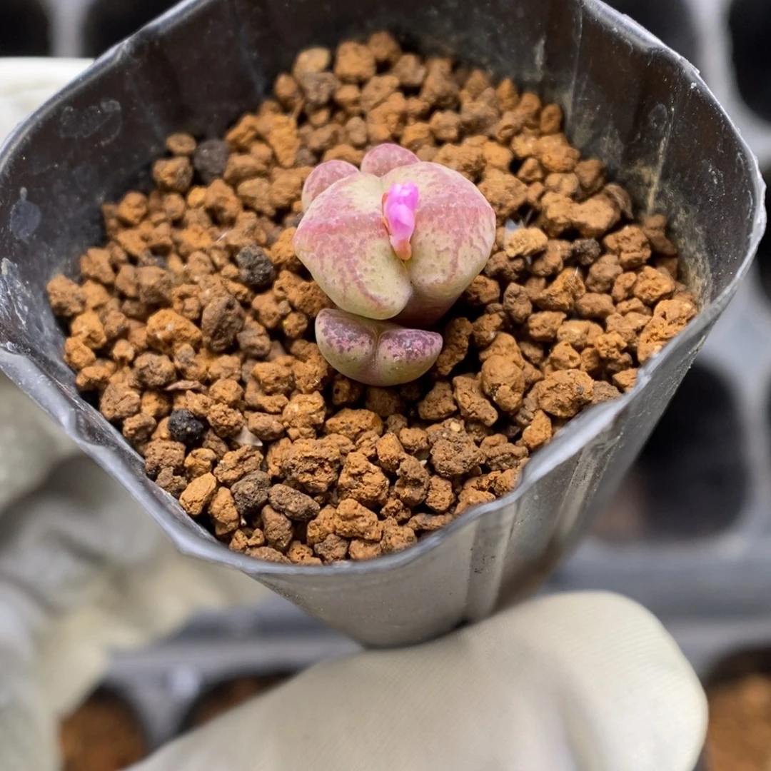 多肉植物肉锥杂交K-3548 风铃杂
