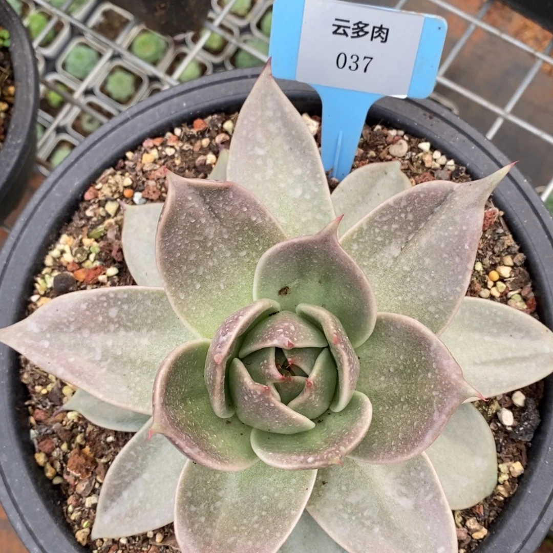 L037包子星星直播福利