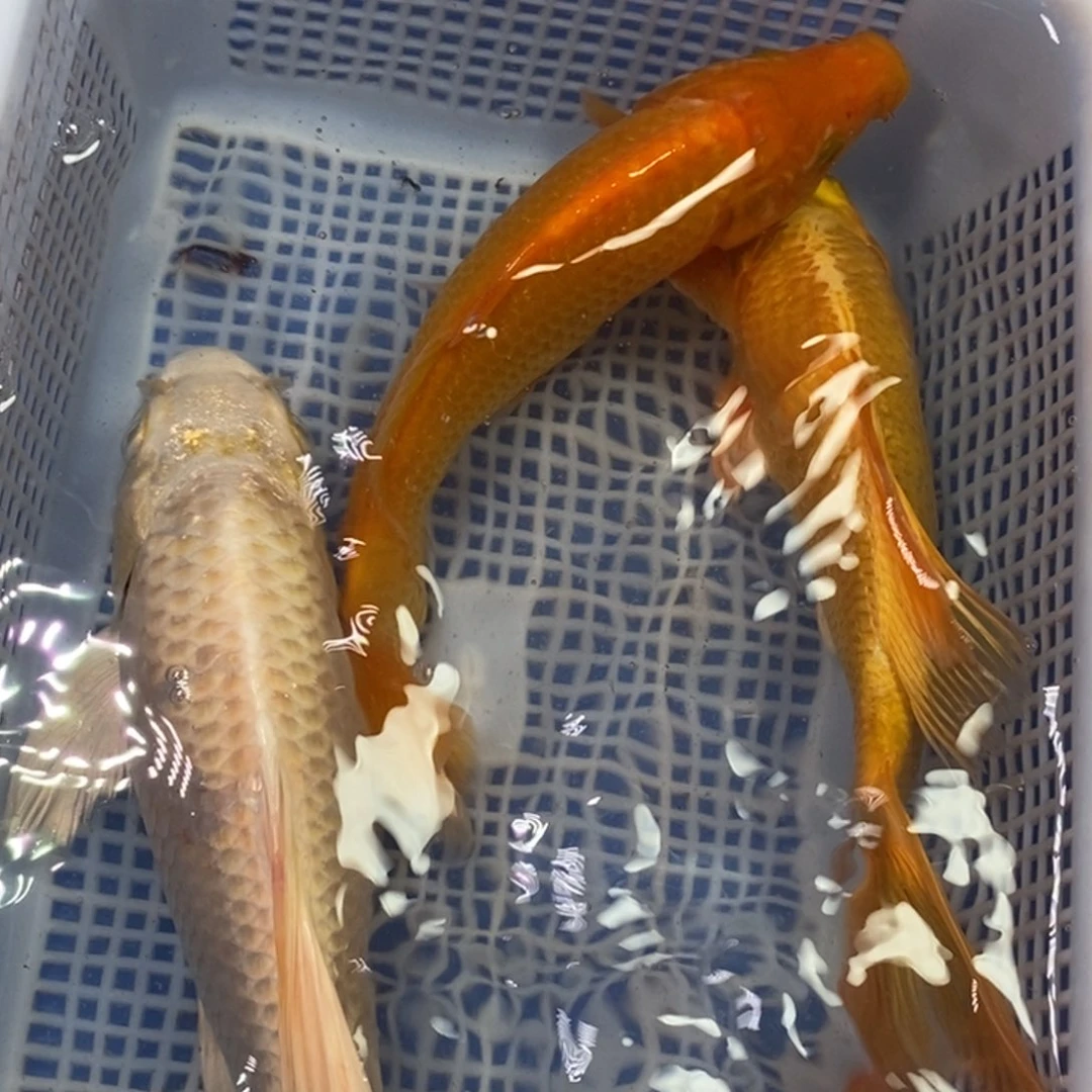 锦鲤冷水锦鲤包邮