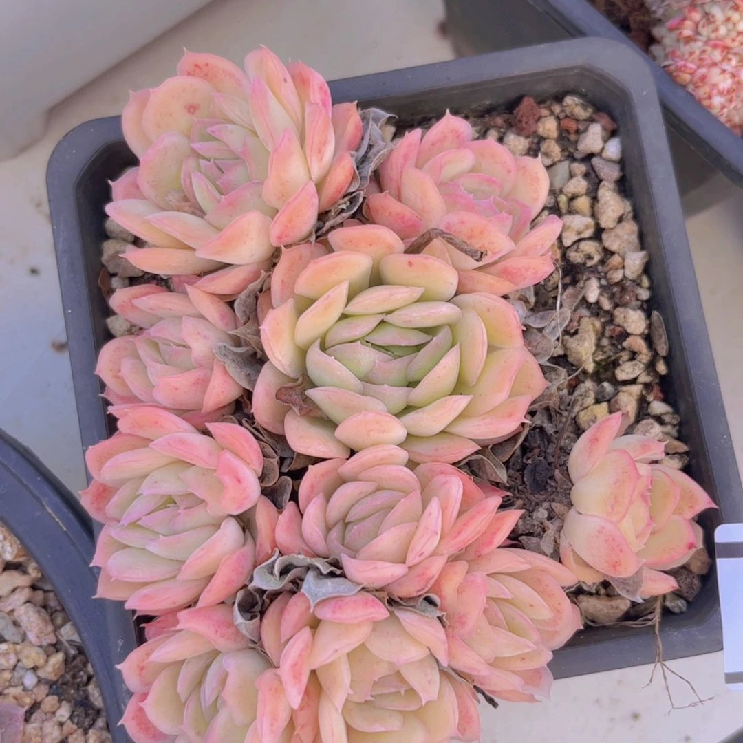 草莓冰0441多肉植物