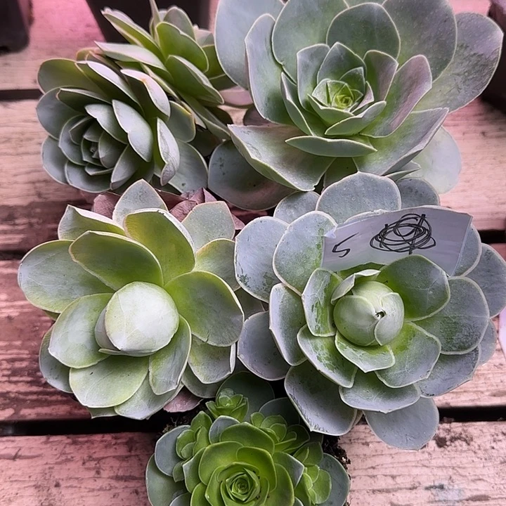 山地玫瑰，5号，5大1小，量拍