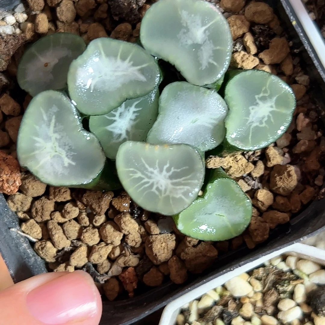 望乡十二卷多肉植物