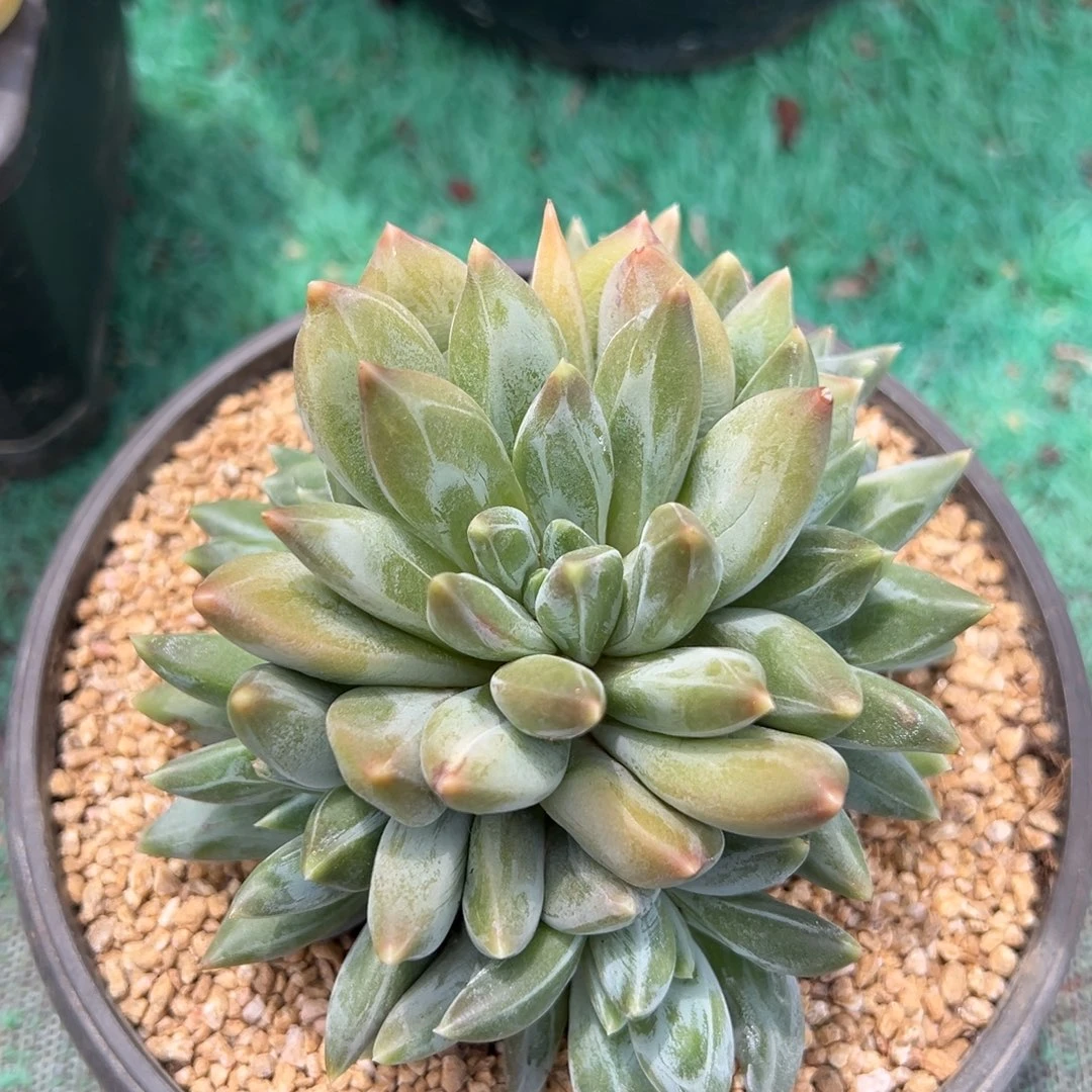 龙猫精品精品多肉植物
