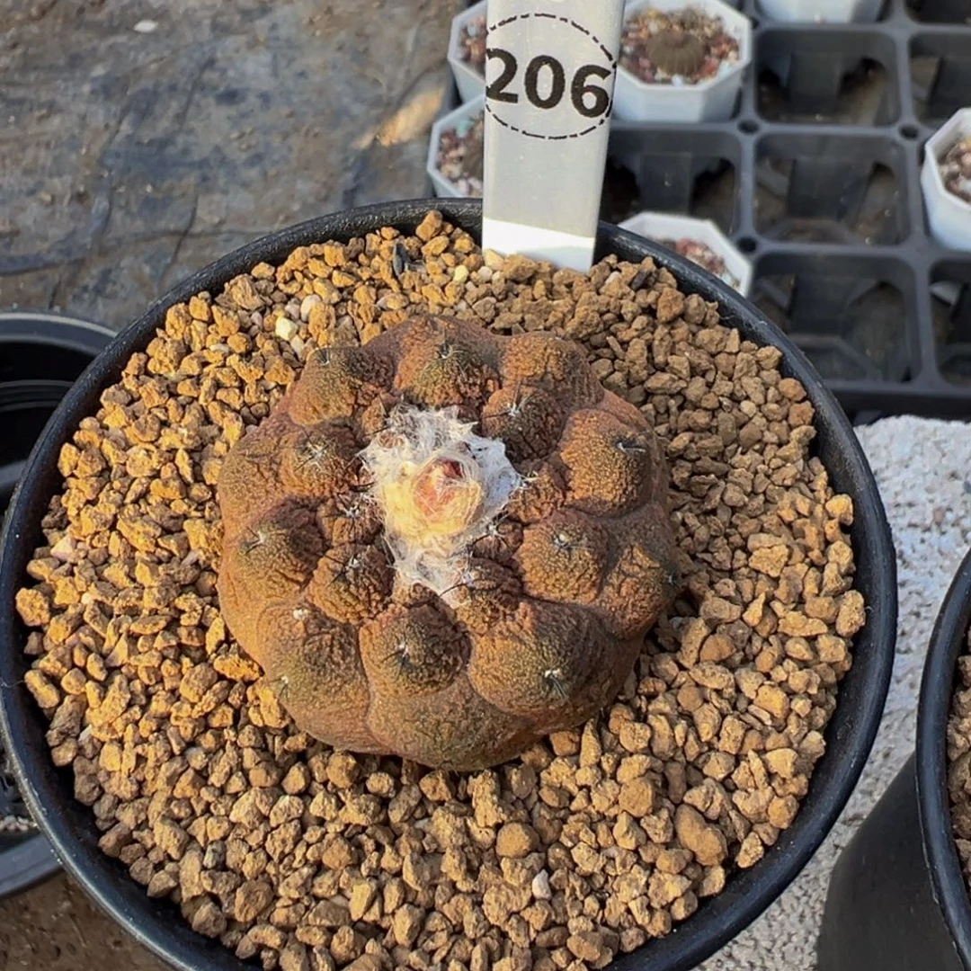 206实生根蜥蜴皮多肉植物带盆土