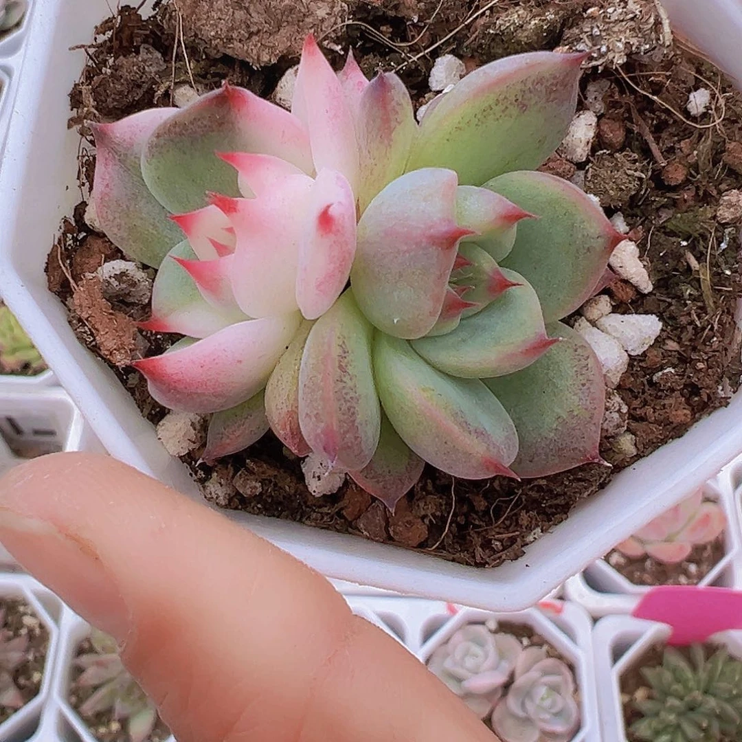 吉娃娃锦19包邮多肉