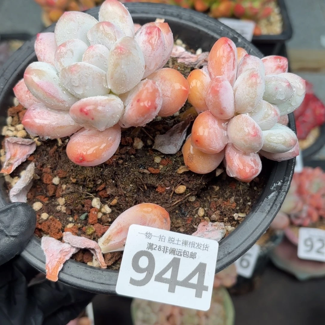 香水老桩无盆土发货