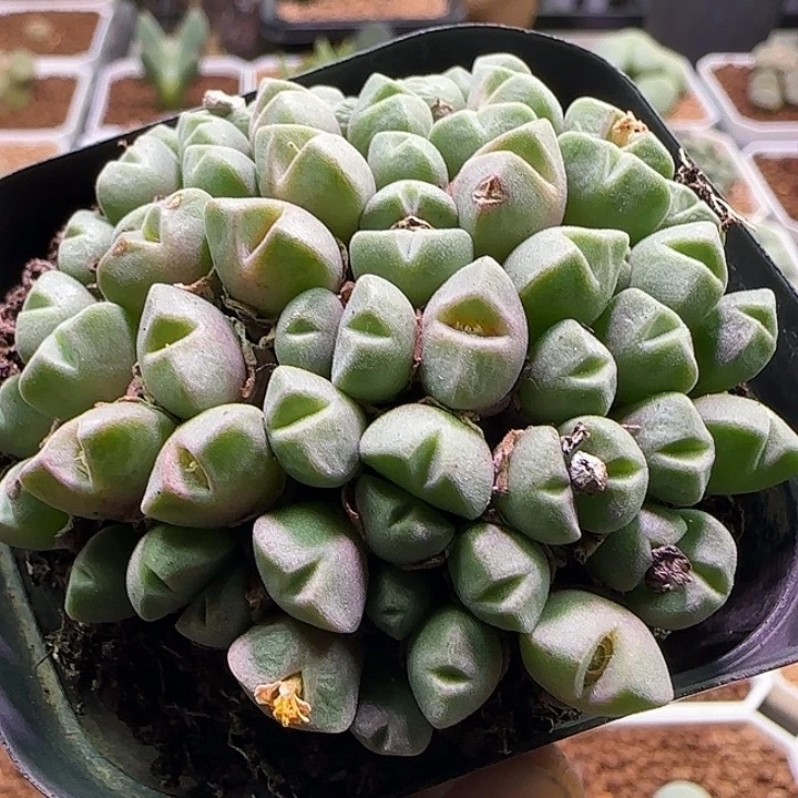 哈哈哈哈哈哈哈哈哈哈。 302