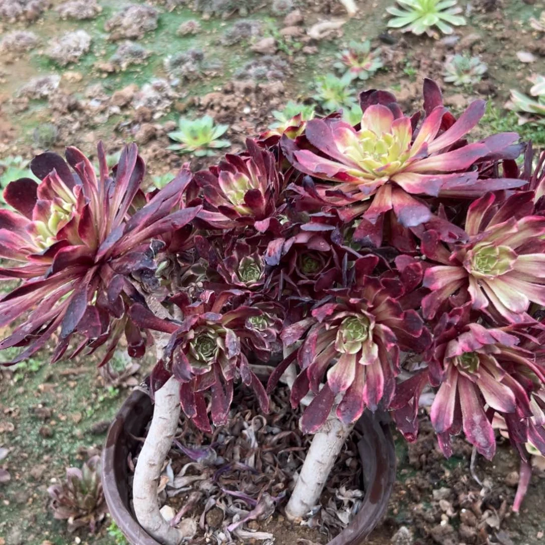 多肉植物水墨画老庄