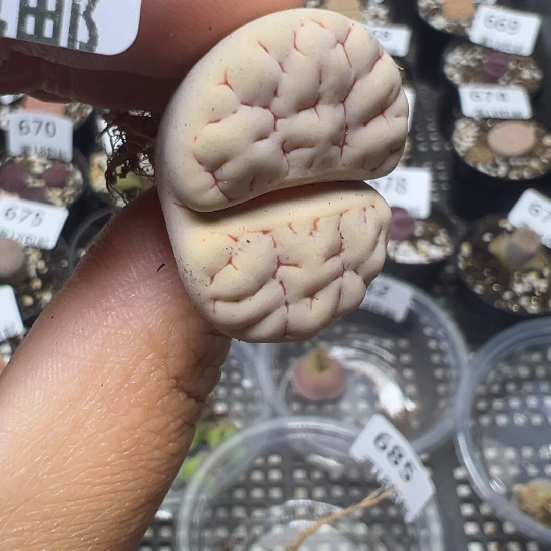 【闪购商品】686…..