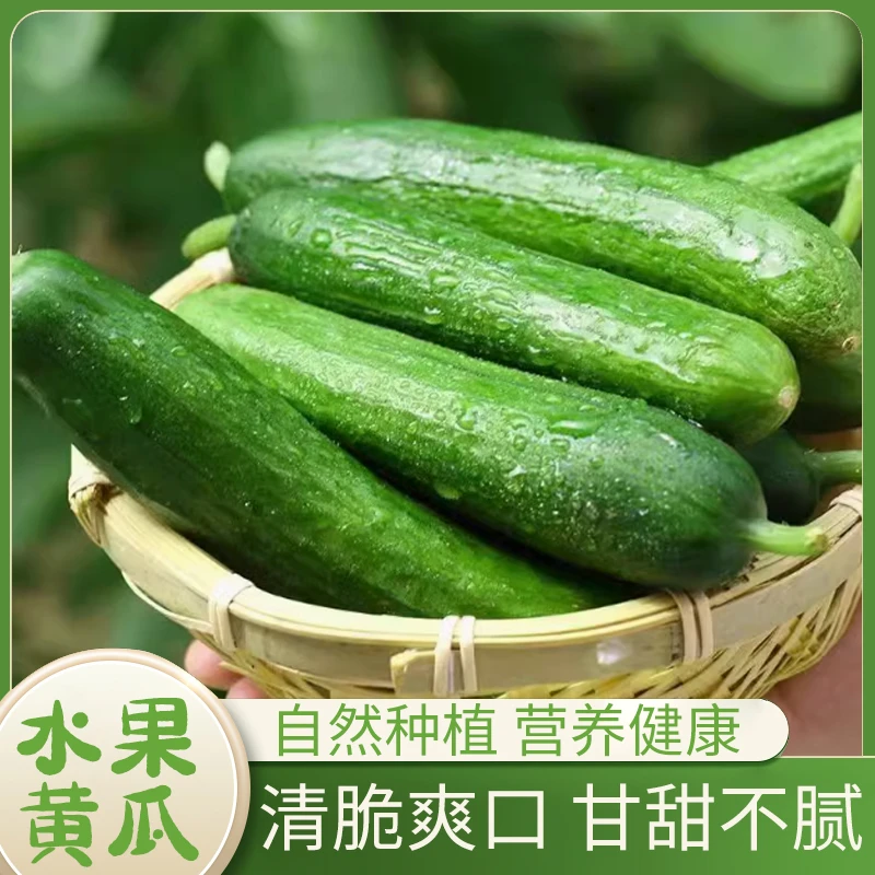 山东新鲜水果小黄瓜脆嫩无刺三斤五斤生吃爽口小青瓜产地直发黄瓜