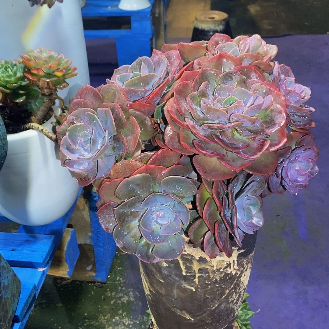 尘埃玫瑰多肉植物带盆物流自理