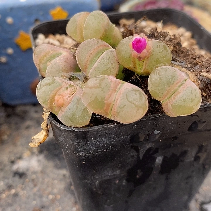 鲑鱼粉风铃一颗。