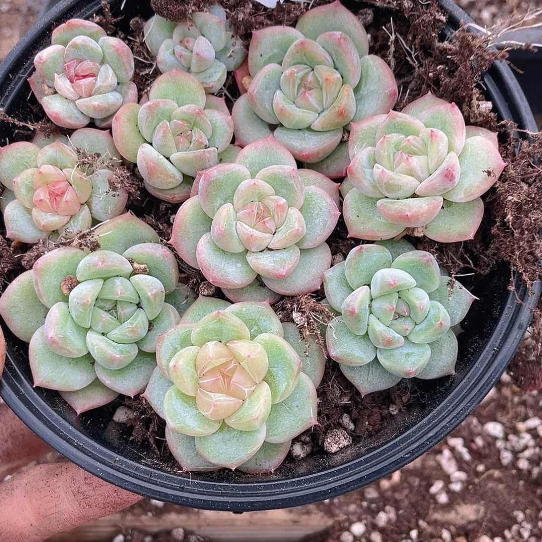 多肉植物多肉植物389