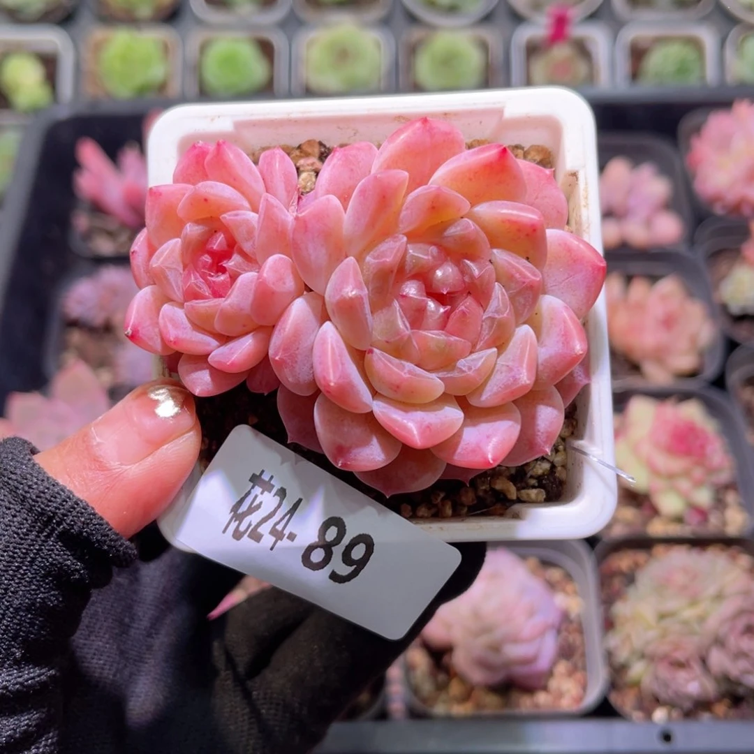 花24-989秘境冰魄