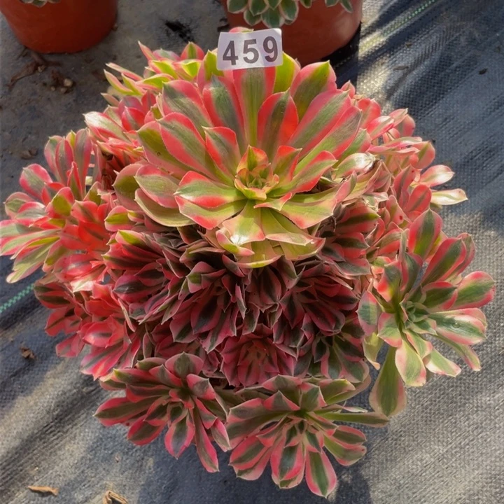 459老庄多肉法师初恋