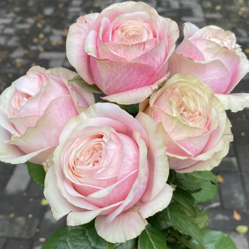 新品【优雅】粉色切花花期长 直立抗性强 1加仑2.5L根接苗云南发货