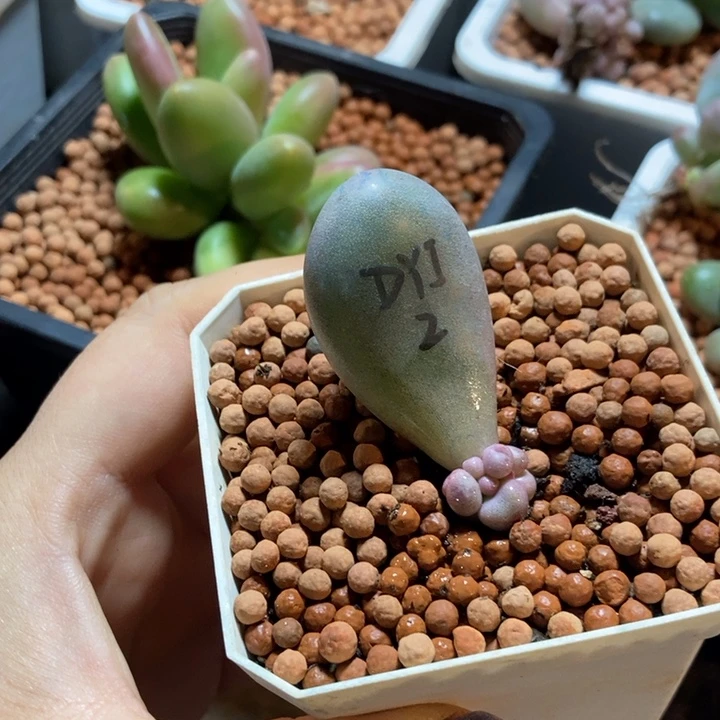 兜****এ黄金鸡蛋大叶奶酪锦多肉植物