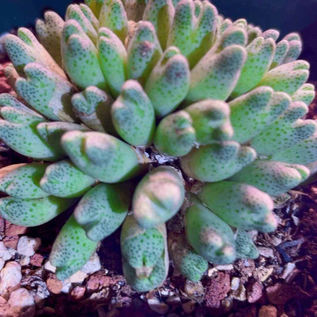 草莓斑马植物一物一拍
