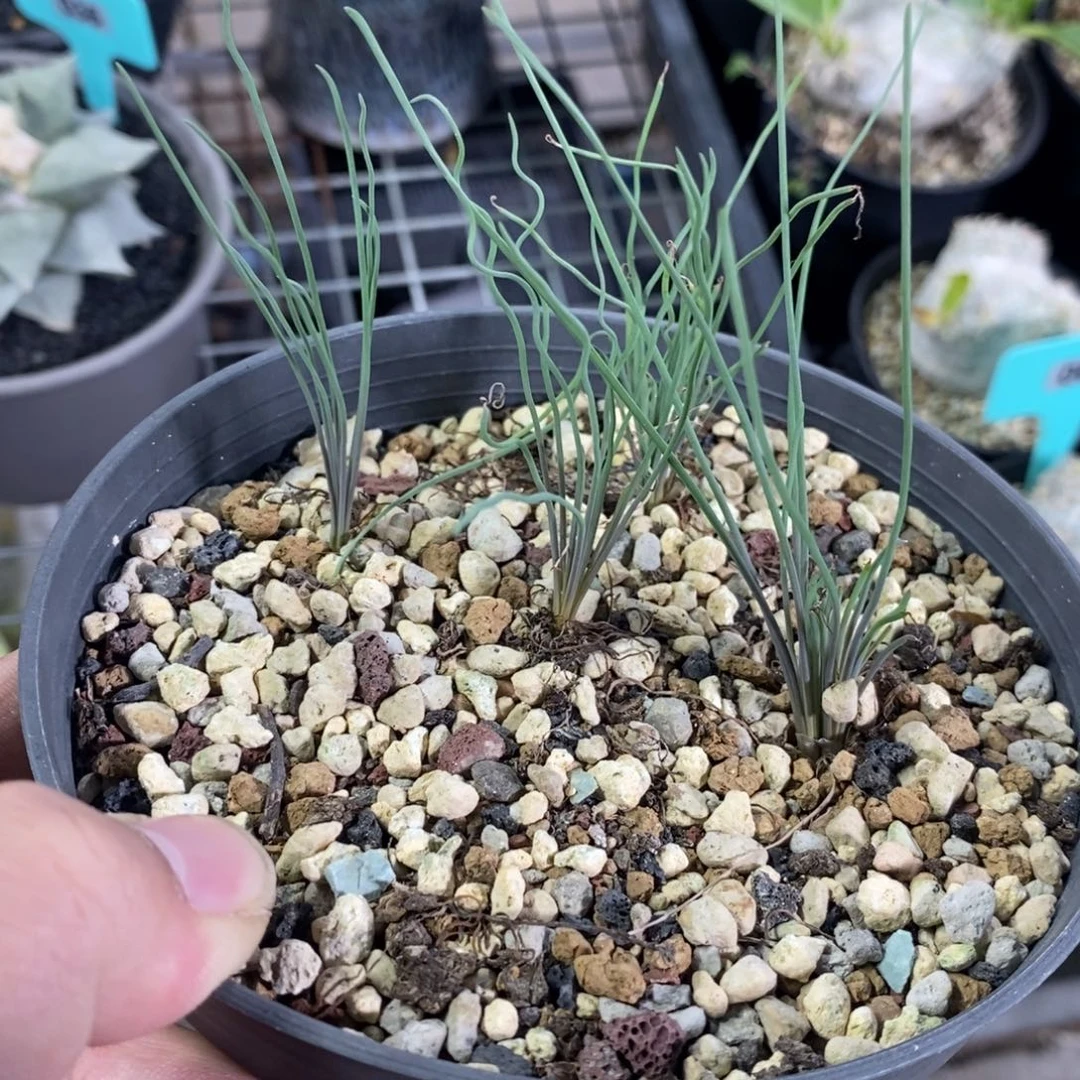 方便面弹簧草四颗多肉