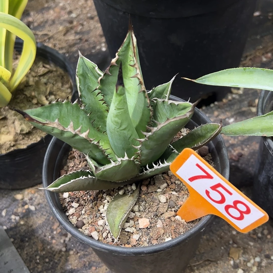 黑火焰仁王冠龙舌兰