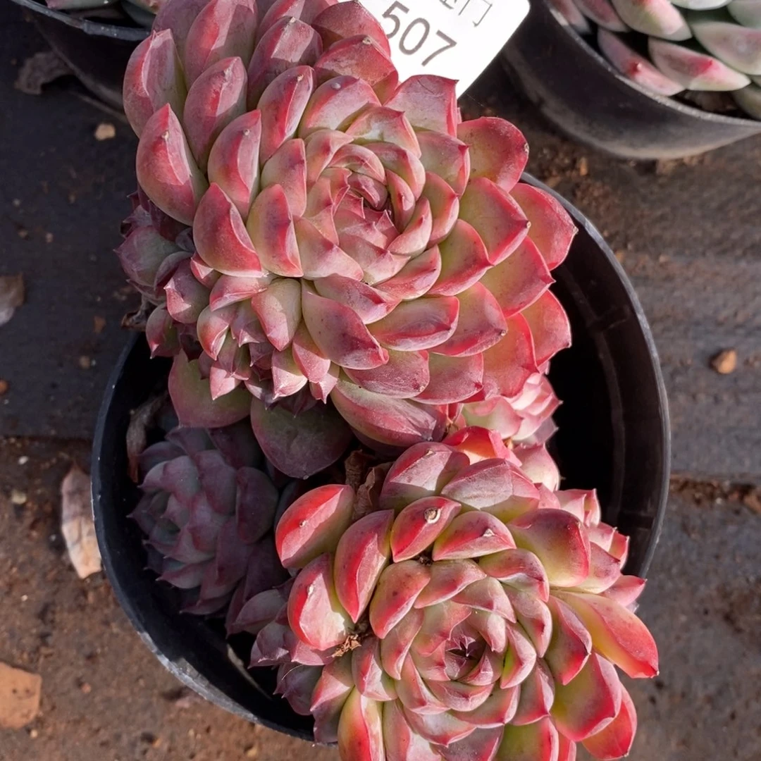 风**人不包整散掉头507