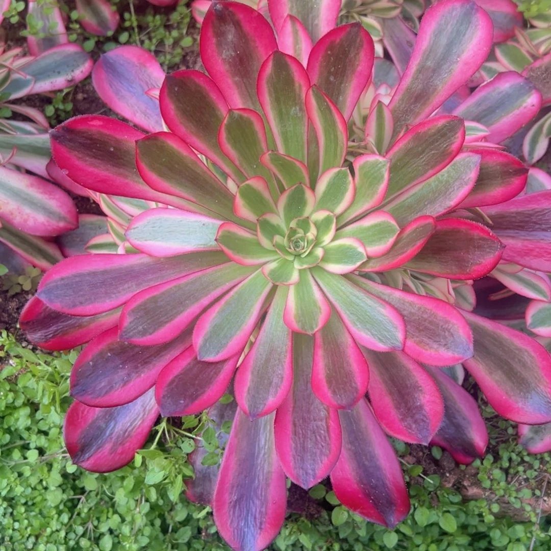 美杜莎手捧多肉植物