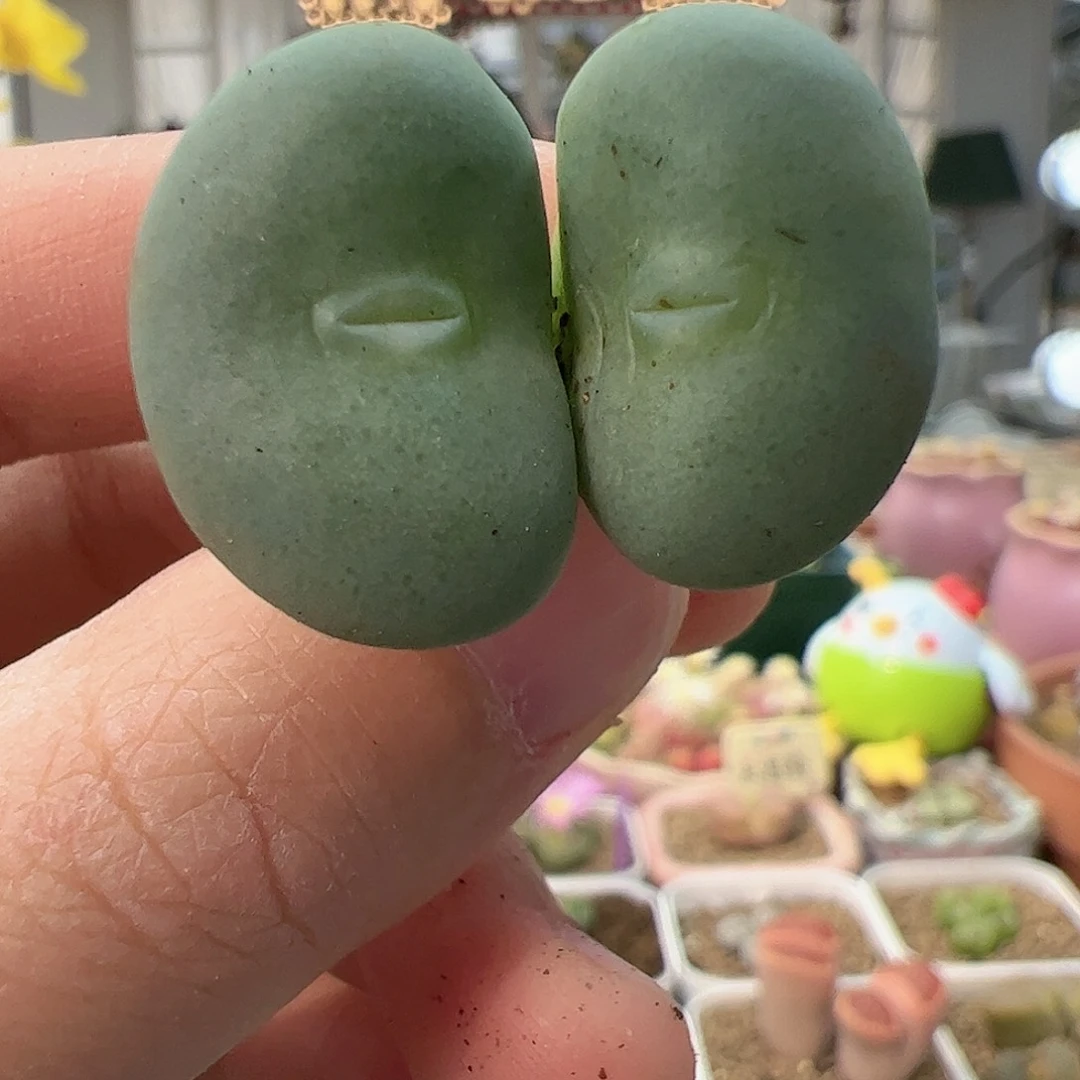 【闪购商品】77 福利