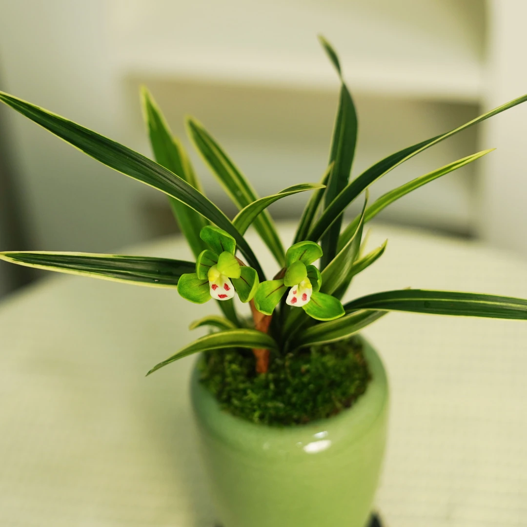 【矮种金边桌面兰】春兰金凤兰花 叶带金边矮种稀有品种