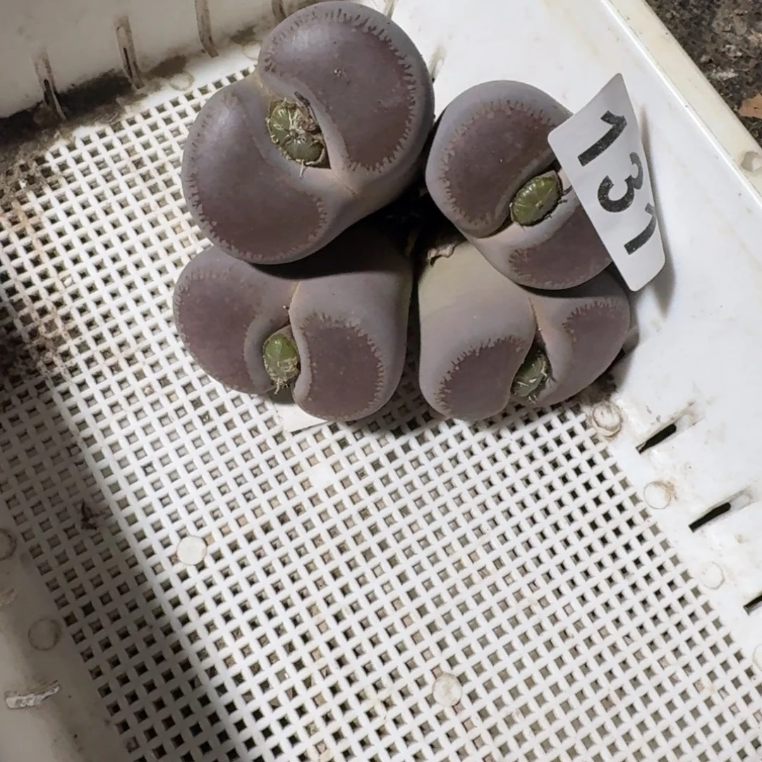 尹***◍生石花一物一拍131