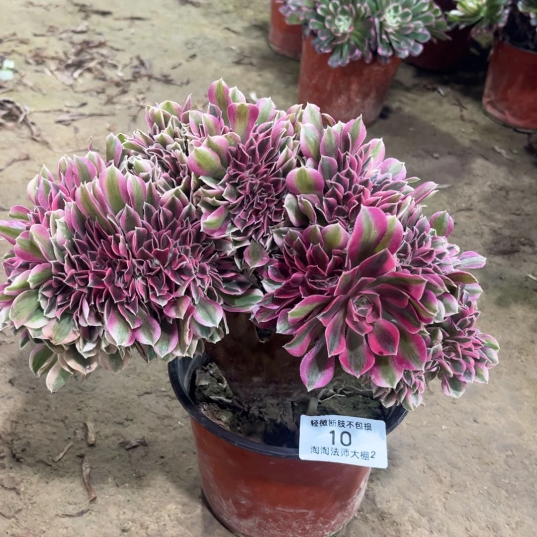 10粉女巫缀化多肉植物法师