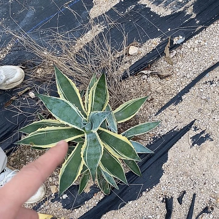 金边龙舌兰冠幅55公分（1号）