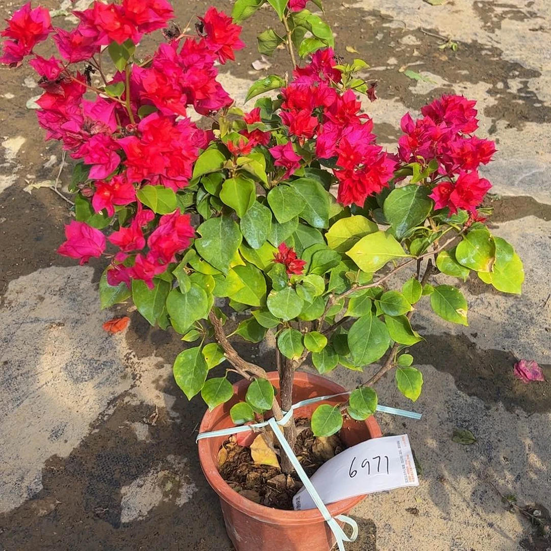 完全开放老***说6971重瓣红