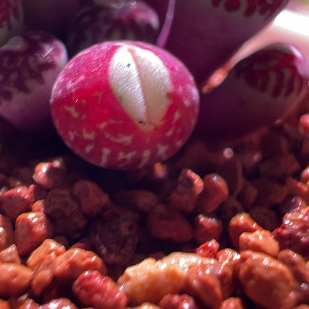 l***u1236，大嘴甜甜圈，肉锥植物