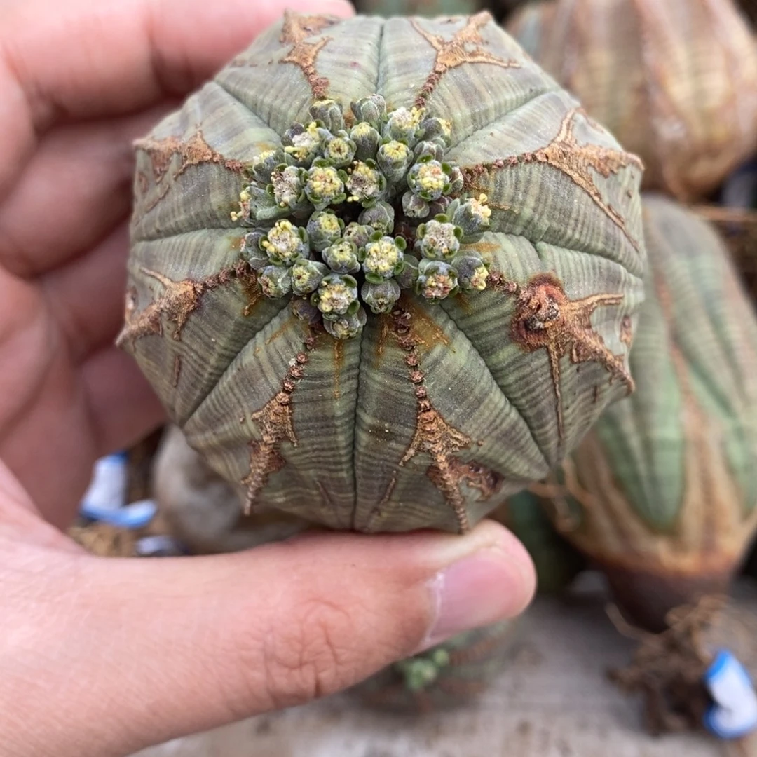 5 欧系实生布纹球多肉植物