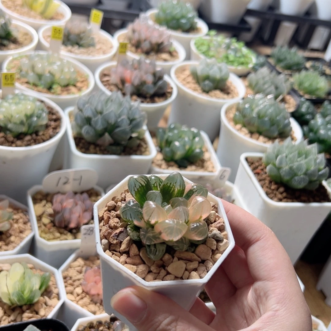 大窗实生玉露锦多肉