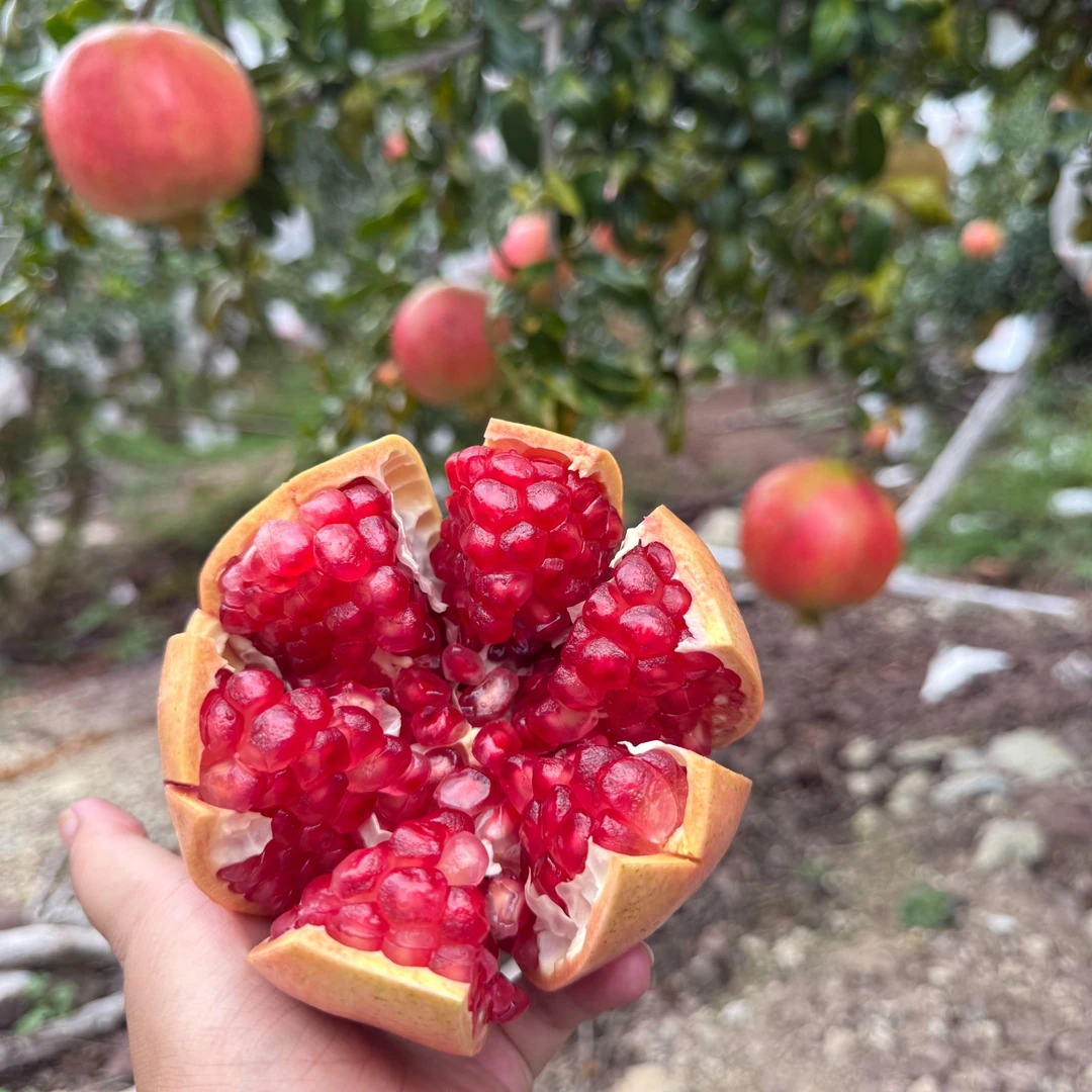 【顺丰京东】正宗四川会理突尼斯软籽石榴/3-8斤/果园直采/现摘现发