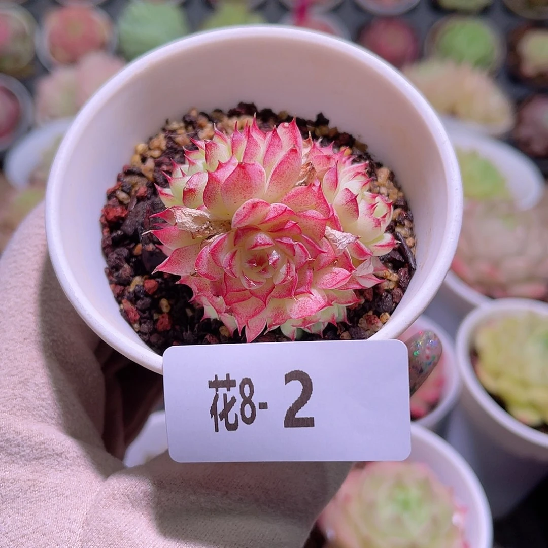花利美8-2女王玫瑰