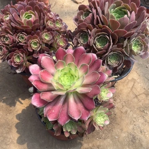 953多肉植物组合