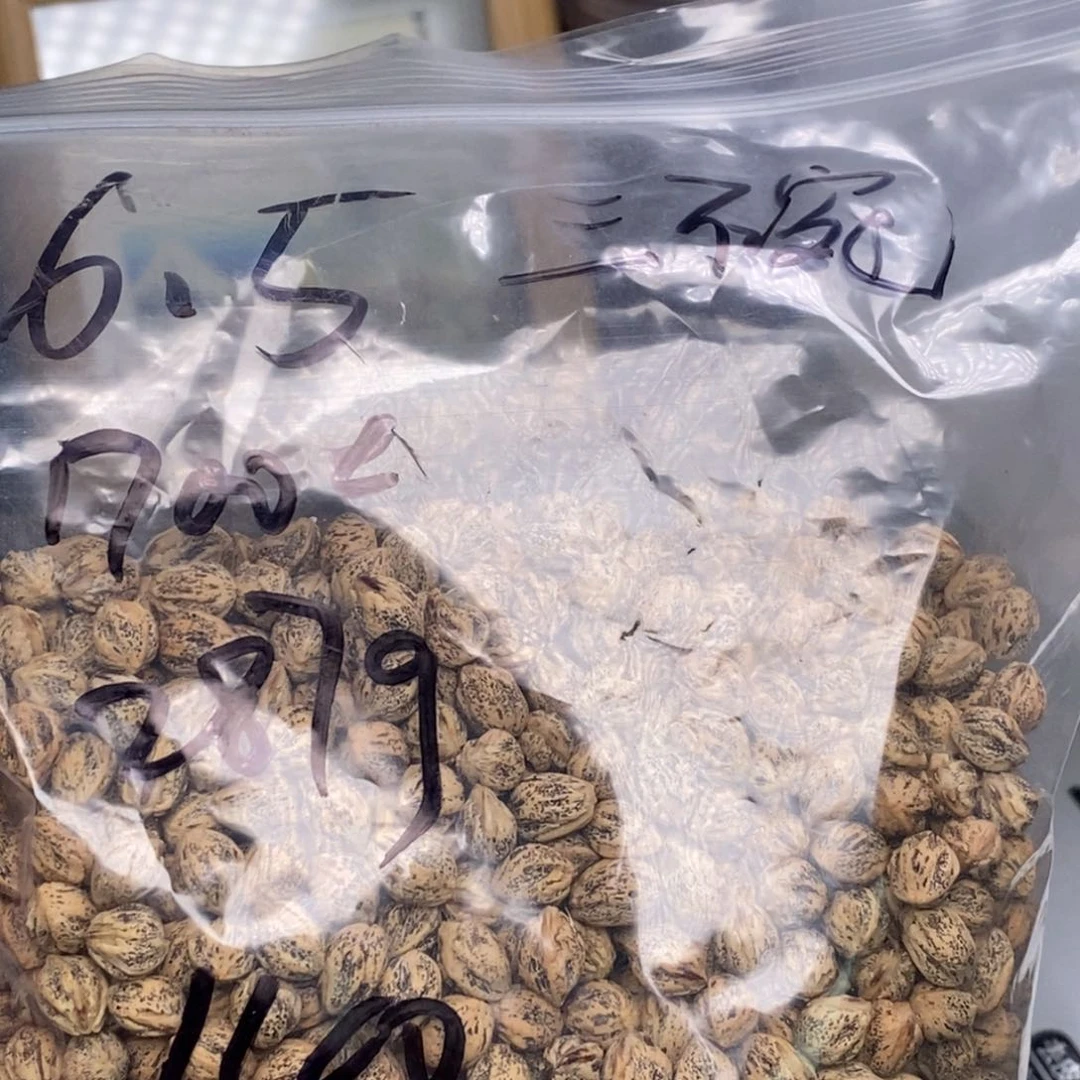 三***刚柏香籽/百香籽吊坠