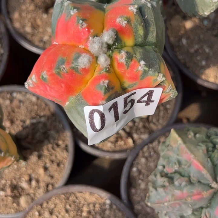 得*龟甲鸾锦仙人球154号